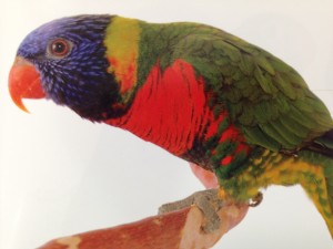 セイガイインコ属・オビロインコ属