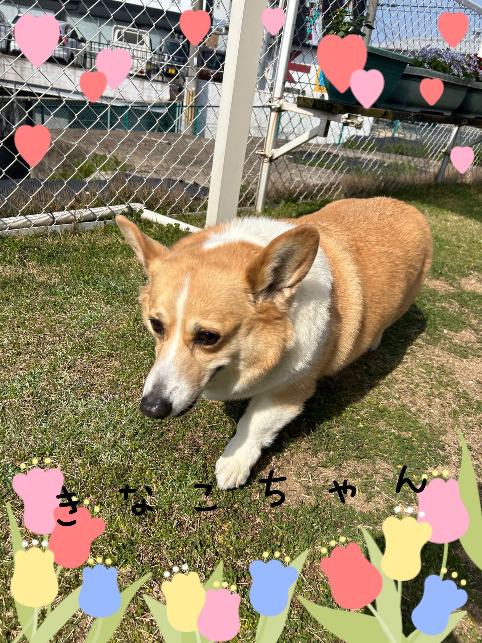 きなこちゃん | 動物病院 奈良 | 奈良市東九条町