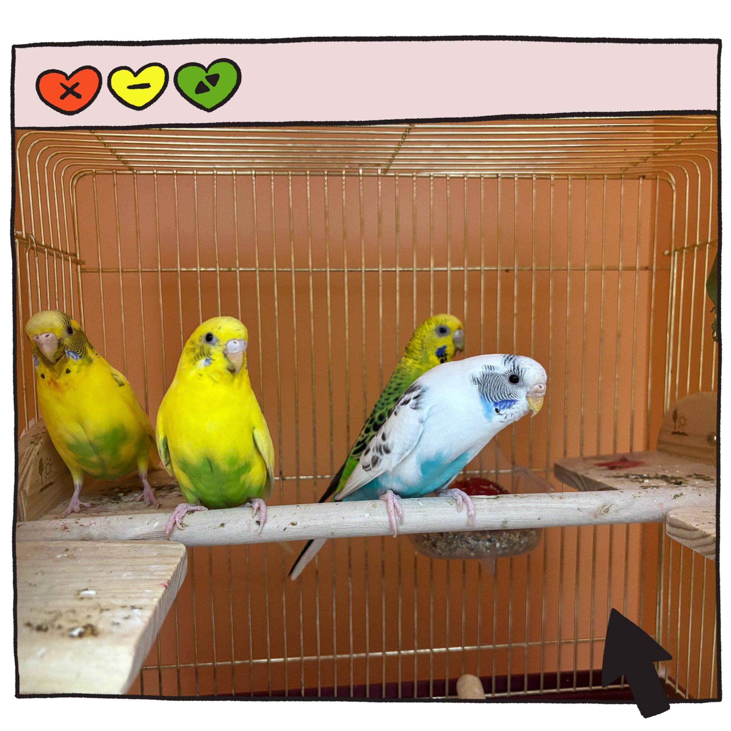 仲良しインコ inkoPAKE0022.jpg?&download=1